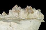 Rare, Fossil Bear Dog (Daphoenus) Jaw Section - South Dakota #143951-2